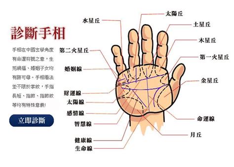 小指下方的線|史上最全手掌纹路图解大全